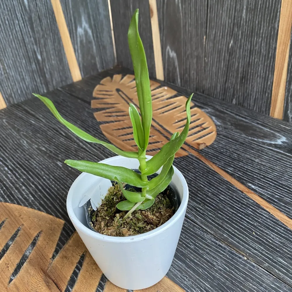 Oeoniella (Angraecum) polystachys