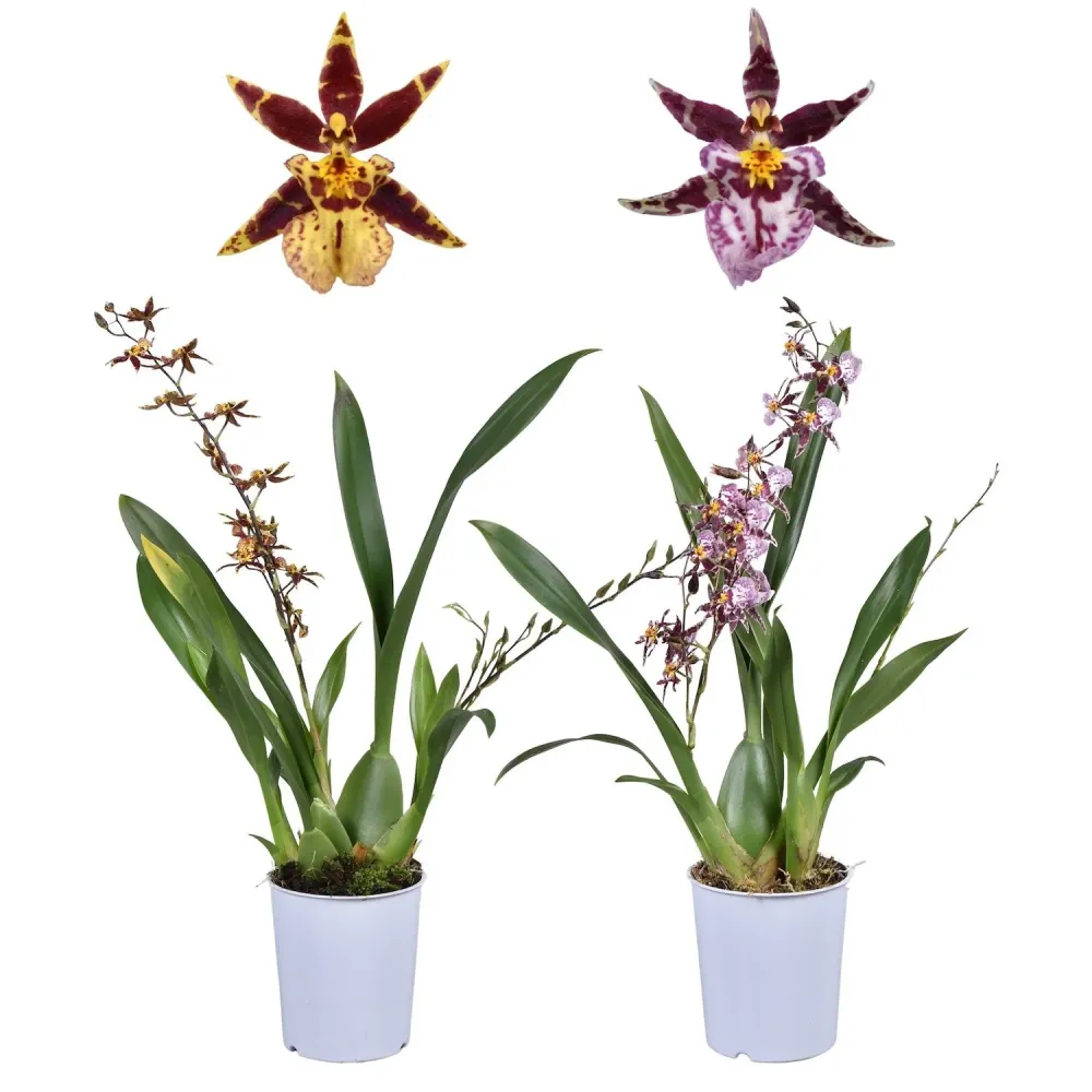 Oncidium (Cyrtocidium) Holm’s Wizard mix (foarte parfumat)