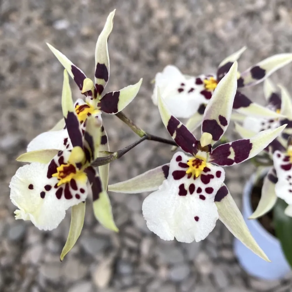 Oncidium (Cyrtocidium) Holm’s Wizard mix (foarte parfumat)