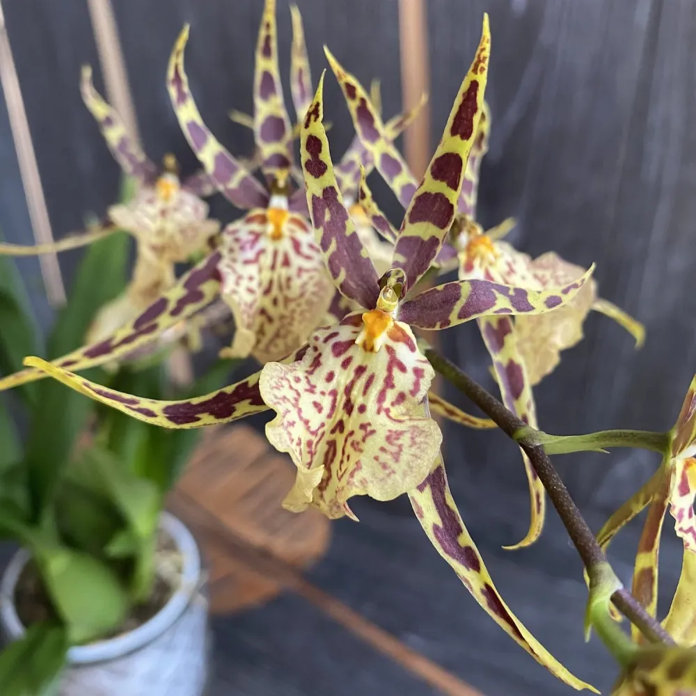 Oncidium (Cyrtocidium) Holm’s Wizard mix (foarte parfumat)