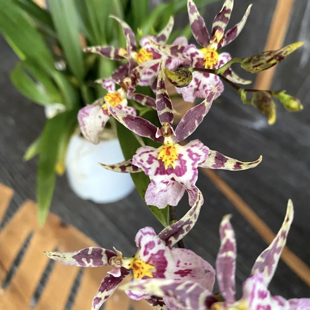Oncidium (Cyrtocidium) Holm’s Wizard mix (foarte parfumat)