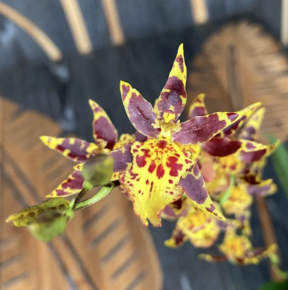 Oncidium (Cyrtocidium) Holm’s Wizard mix (foarte parfumat)