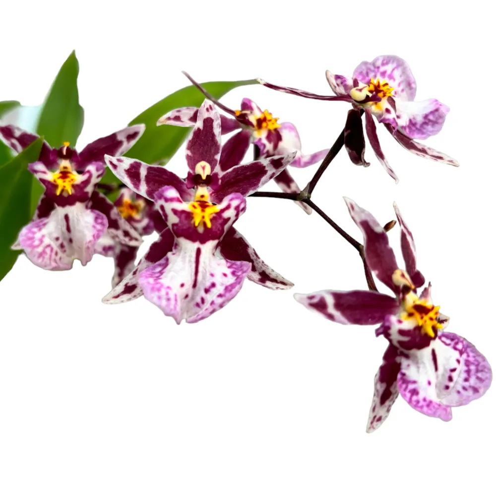 Oncidium (Cyrtocidium) Holm’s Wizard - pink - intens parfumat!