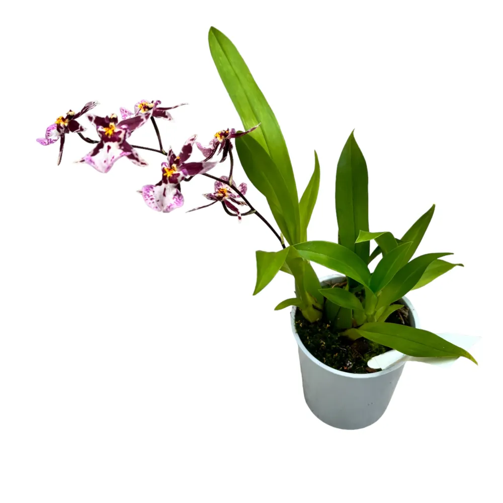 Oncidium (Cyrtocidium) Holm’s Wizard - pink - intens parfumat!