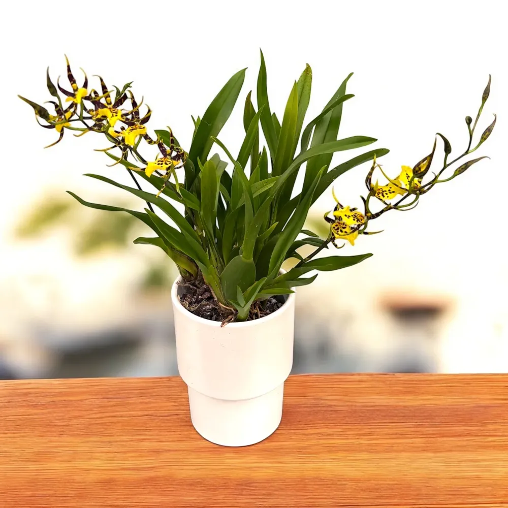 Oncidium (Cyrtocidium) Holm’s Wizard var. #10 (flori intens parfumate) - exemplare dezvoltate