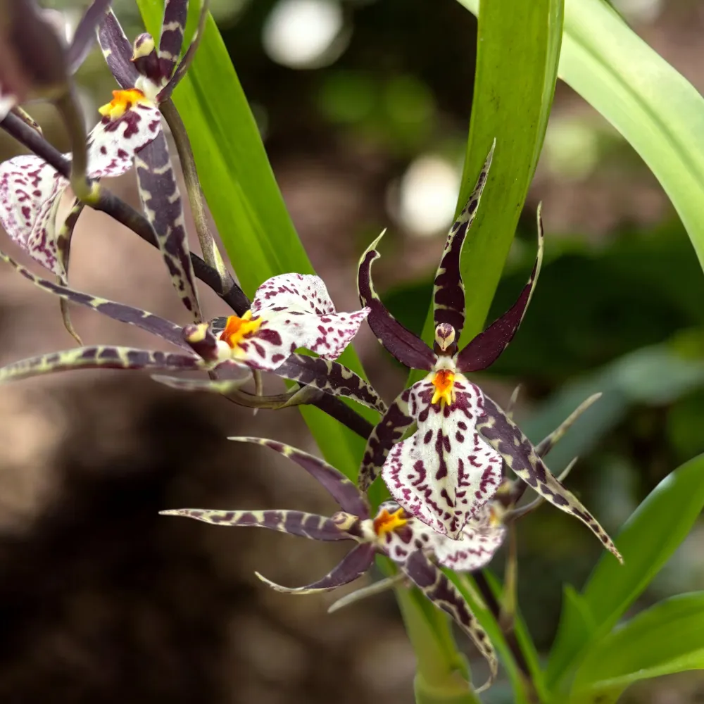 Oncidium (Cyrtocidium) Holm’s Wizard - var. #06 (flori intens parfumate)