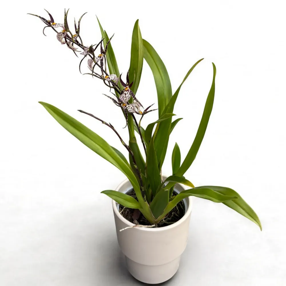 Oncidium (Cyrtocidium) Holm’s Wizard - var. #06 (flori intens parfumate)