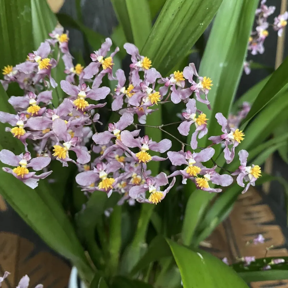 Oncidium Ornithorhynchum (aroma de vanilie) - exemplare bogate
