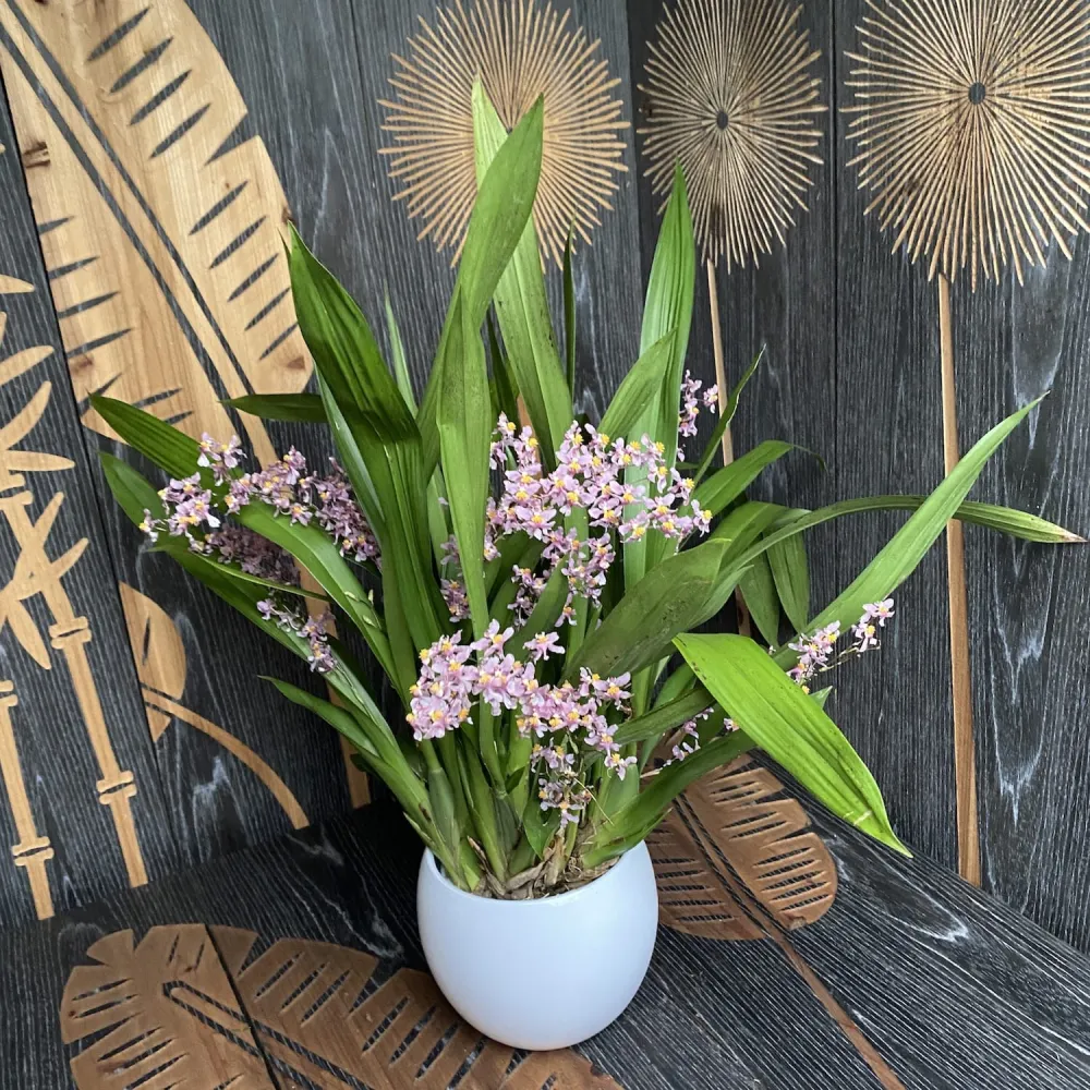 Oncidium Ornithorhynchum (aroma de vanilie) - exemplare bogate