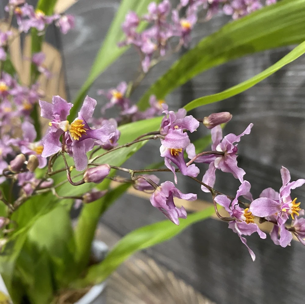 Oncidium Ornithorhynchum (aroma de vanilie) - exemplare bogate