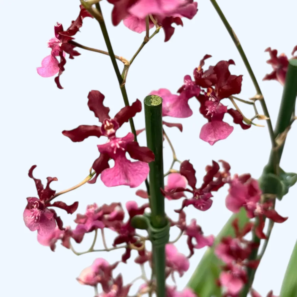 Oncidium Sharry Baby ‘Red Fantasy’ (flori intens parfumate)