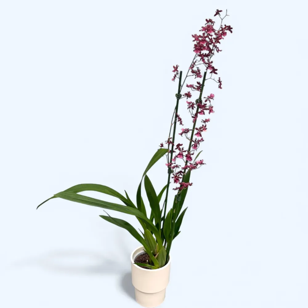 Oncidium Sharry Baby ‘Red Fantasy’ (flori intens parfumate)