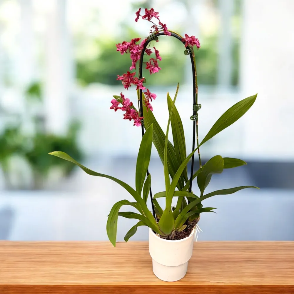 Oncidium Sharry Baby ‘Red Fantasy’ (flori intens parfumate)