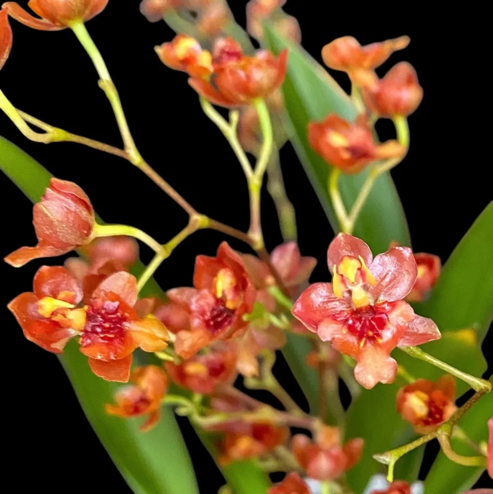 Oncidium Twinkle Cinnamon (Brons Fantasy) - flori intens parfumate