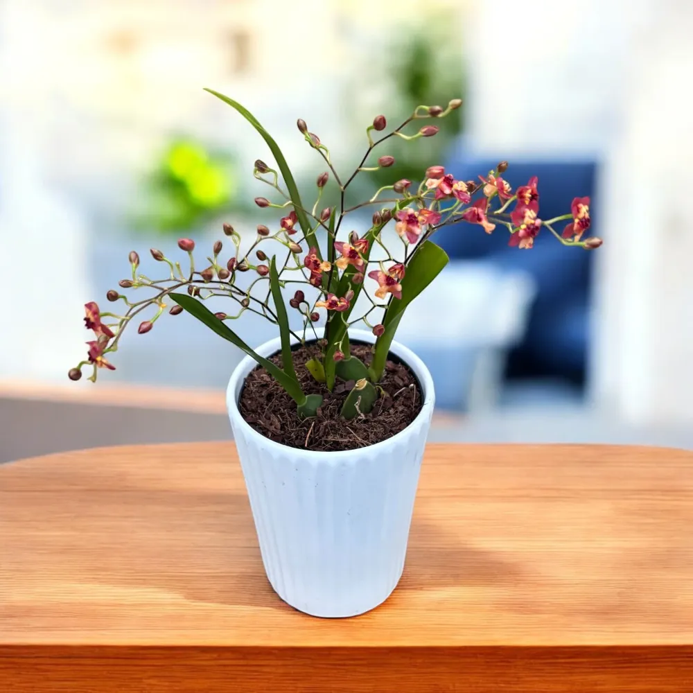 Oncidium Twinkle Cinnamon (Brons Fantasy) - flori intens parfumate
