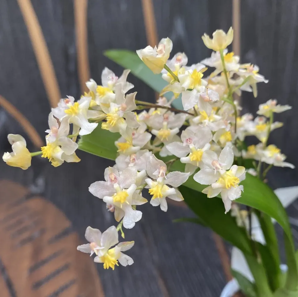 Oncidium Twinkle Pearl - flori intens parfumate