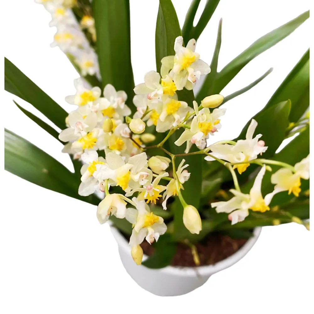 Oncidium Twinkle Pearl - flori intens parfumate