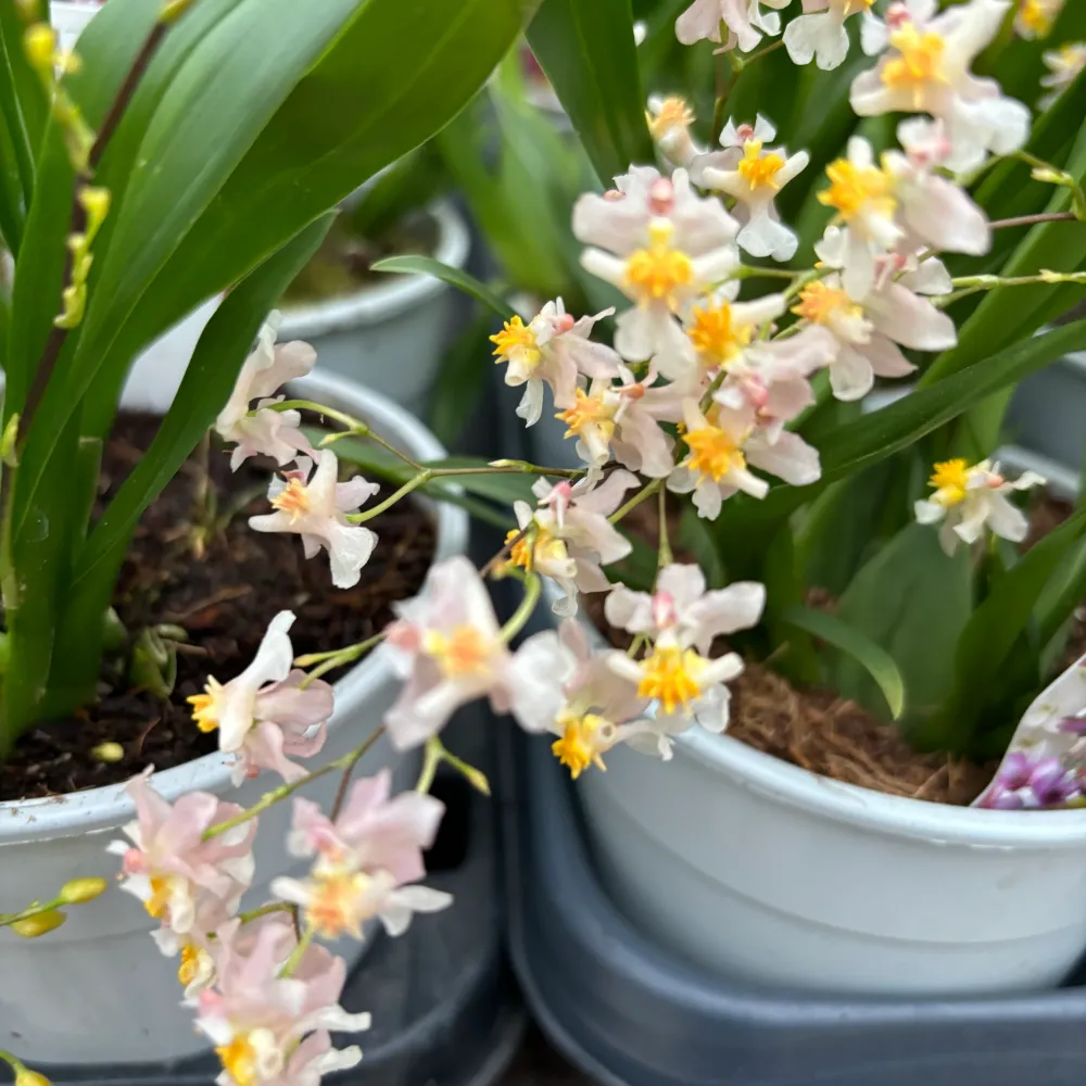 Oncidium Twinkle Pearl - flori intens parfumate