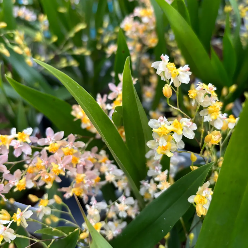 Oncidium Twinkle Pearl - flori intens parfumate