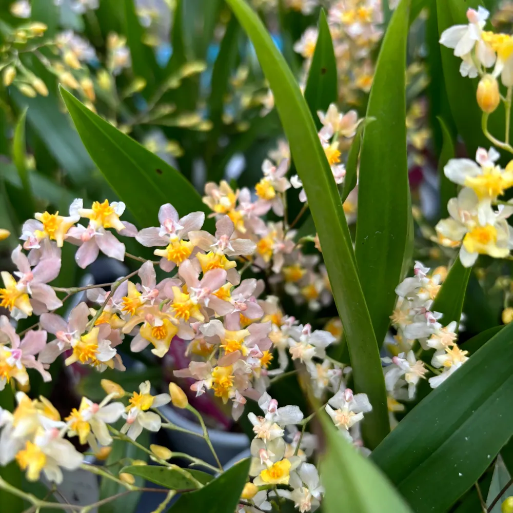 Oncidium Twinkle Pearl - flori intens parfumate