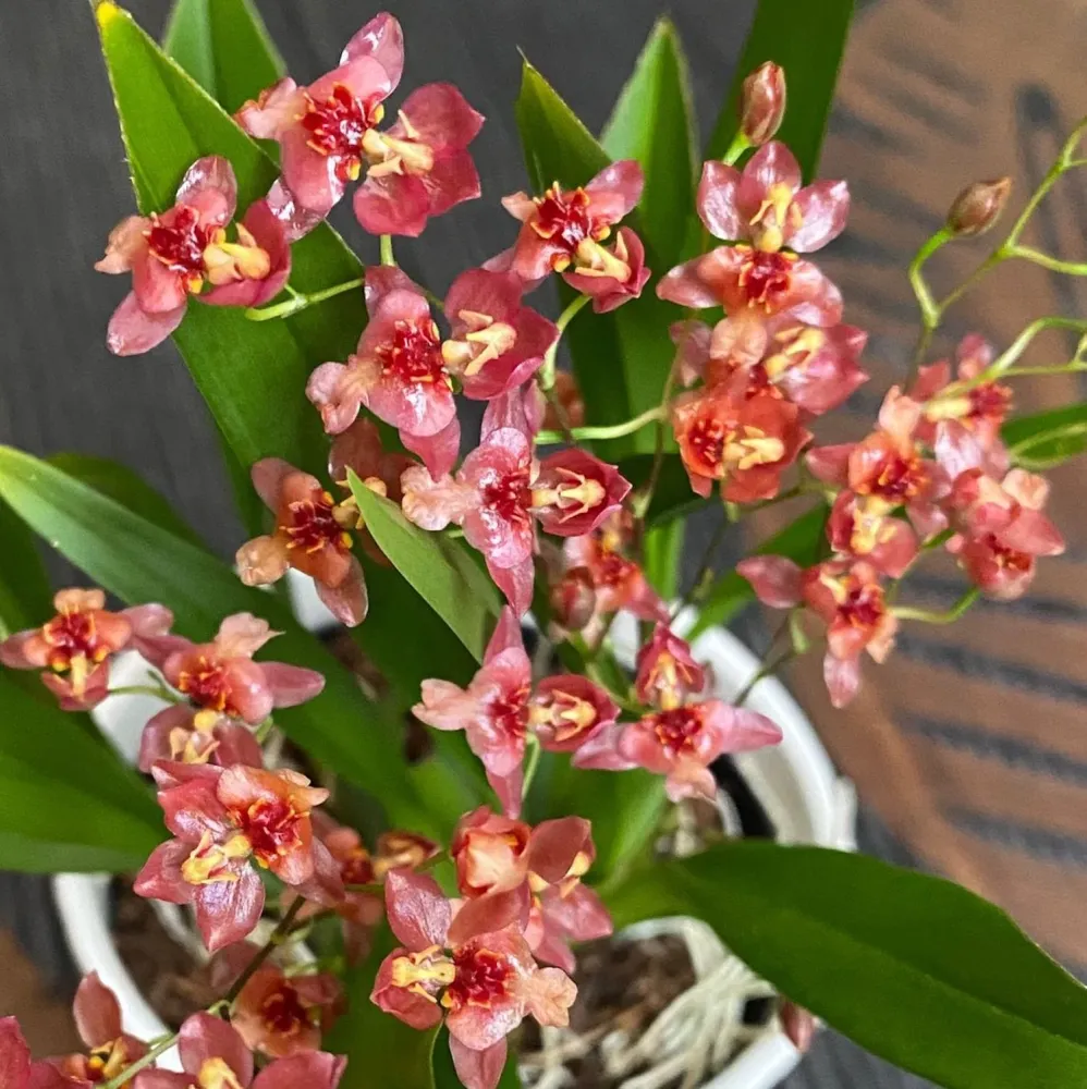 Oncidium Twinkle 'Red Fantasy' D6 (flori intens parfumate)