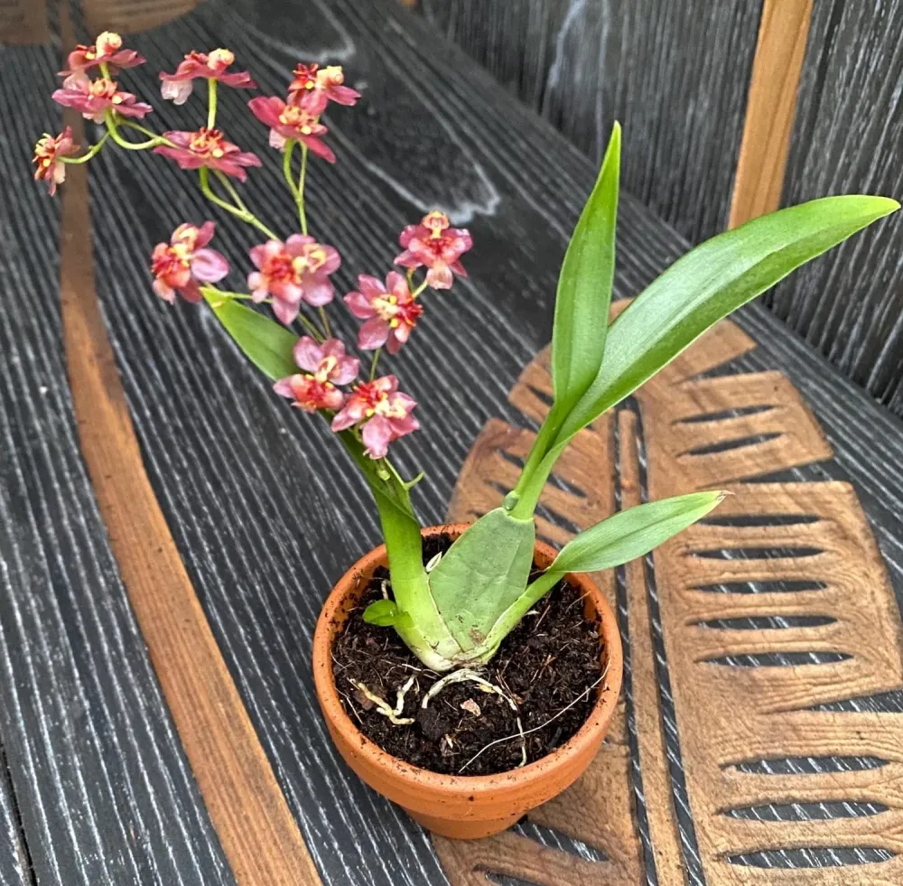 Oncidium Twinkle 'Red Fantasy' D6 (flori intens parfumate)