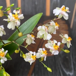 Oncidium Twinkle 'White Shower' D6 (flori intens parfumate)
