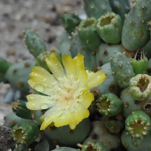 Opuntia Dactylifera