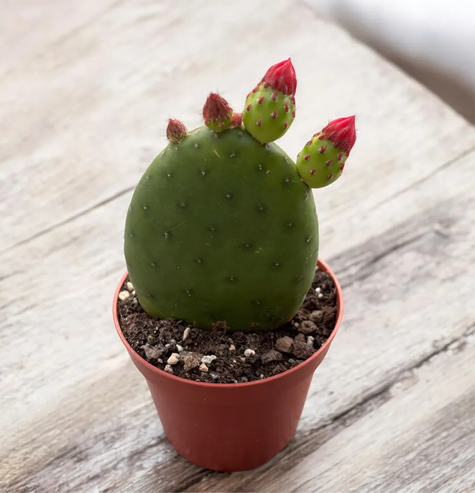 Opuntia Inamoena