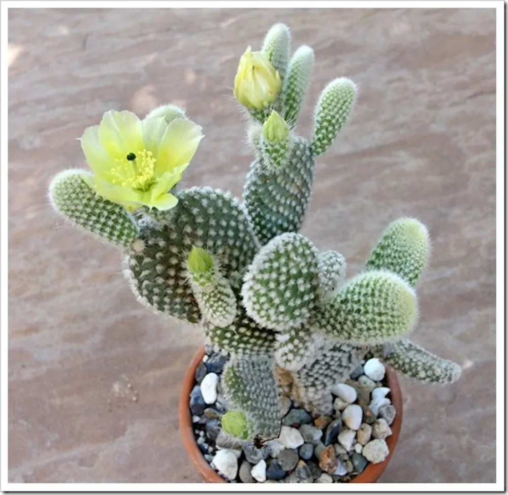 Opuntia microdasys albata ‘Bunny Ears’ (urechi de iepure)