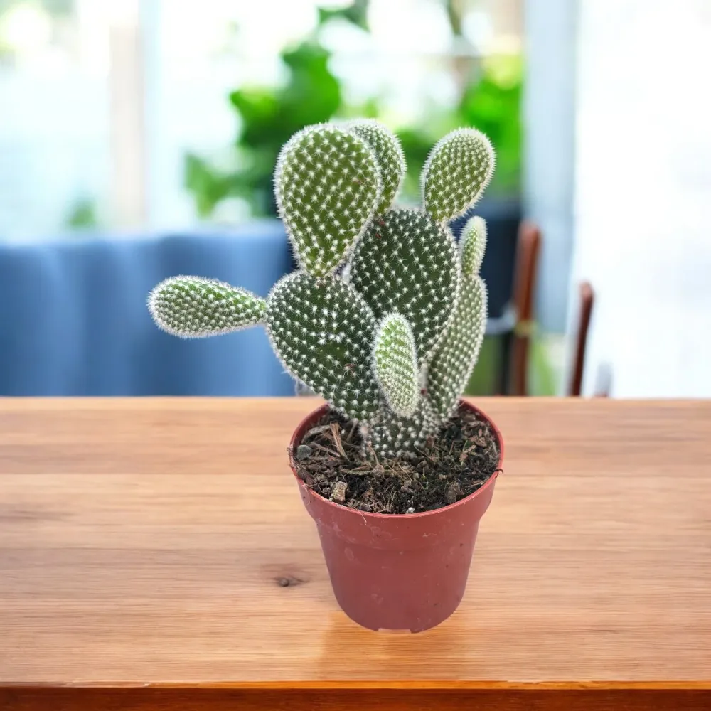 Opuntia microdasys albata (urechi de iepure) 2pp