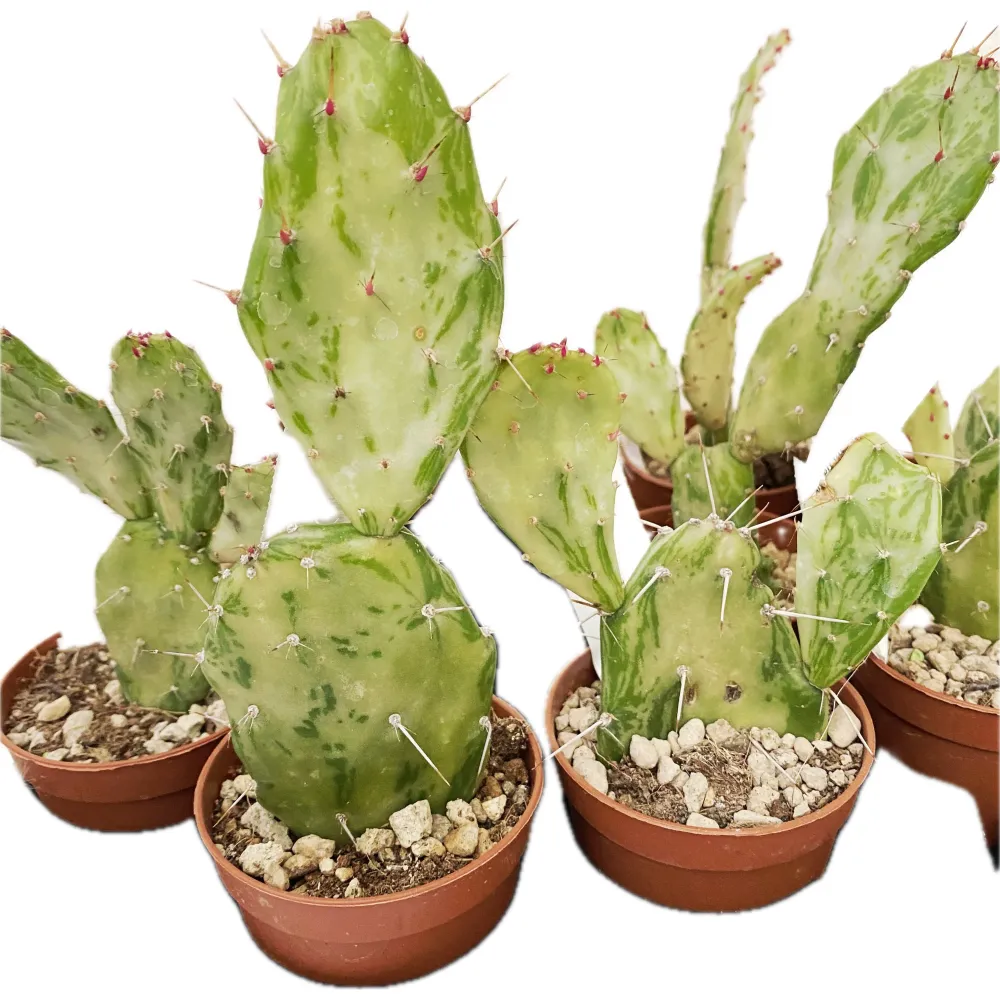 Opuntia monacantha f. monstruosa variegata