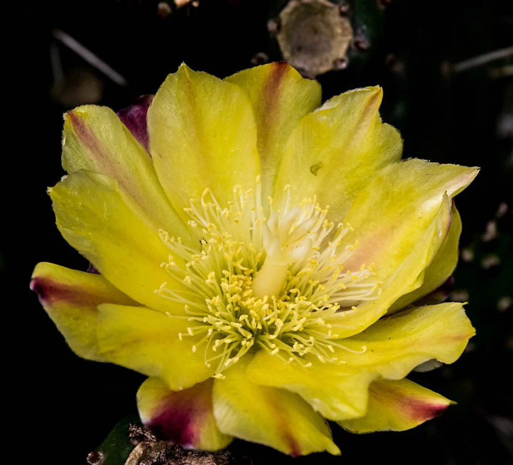 Opuntia monacantha f. monstruosa variegata
