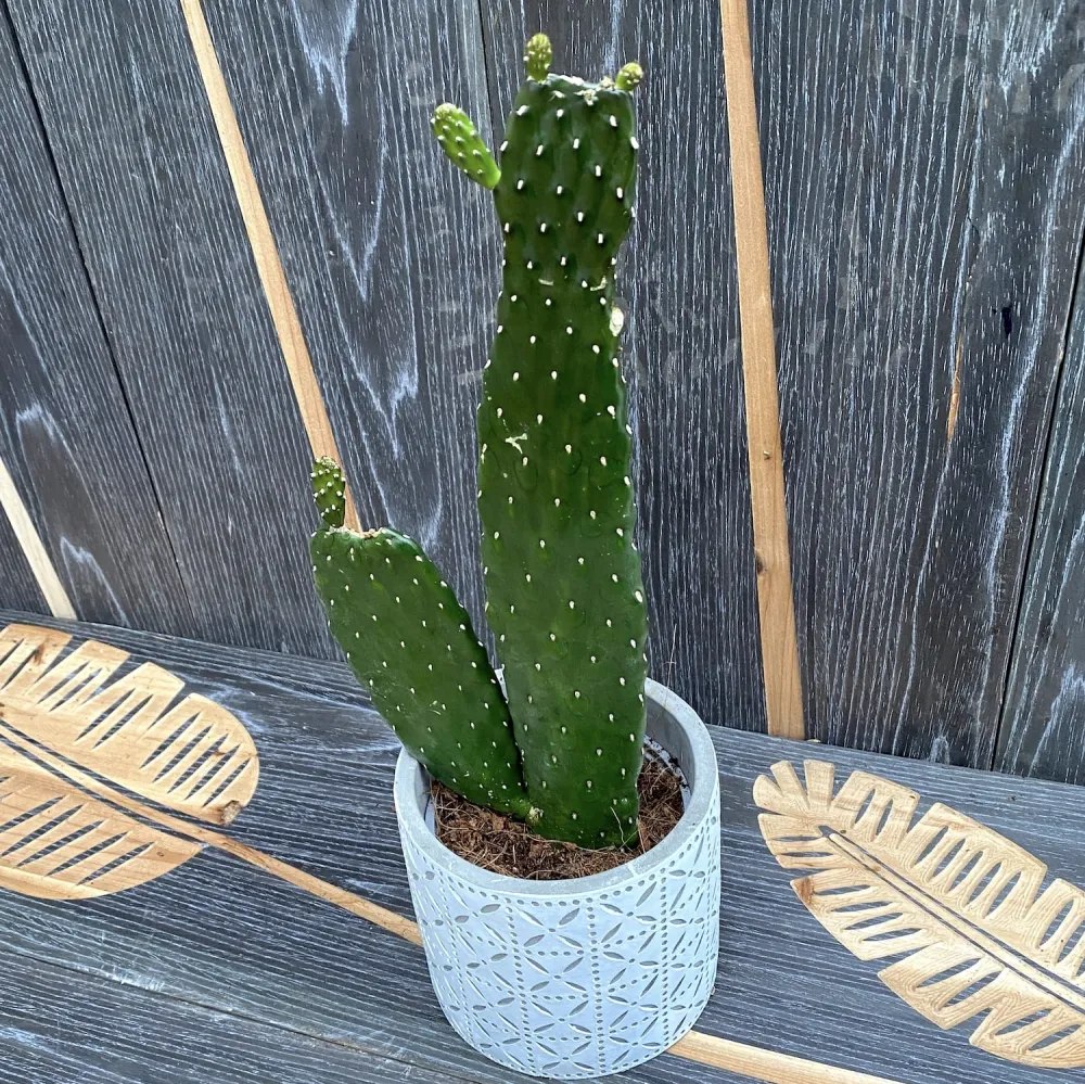 Opuntia rubescens consolea (Road Kill Cactus)