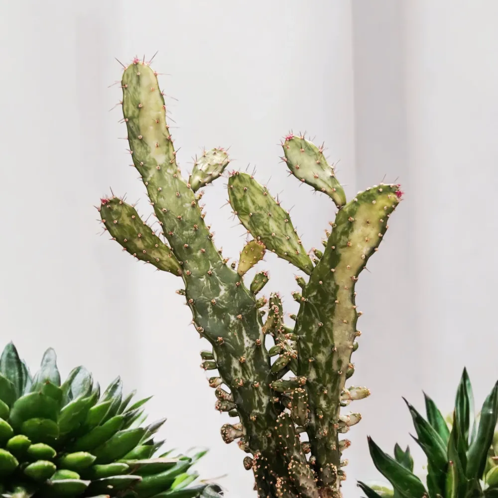 Opuntia Tuna Variegata