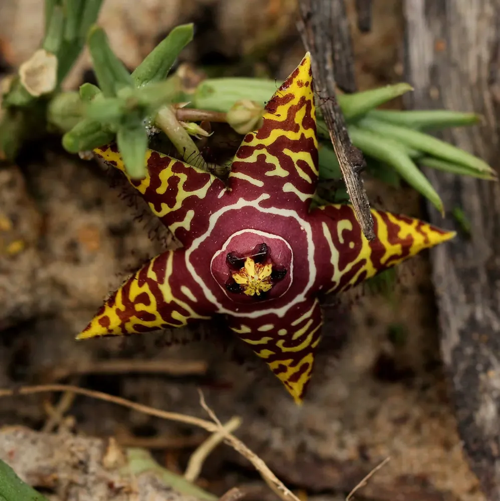 Orbea halipedicola