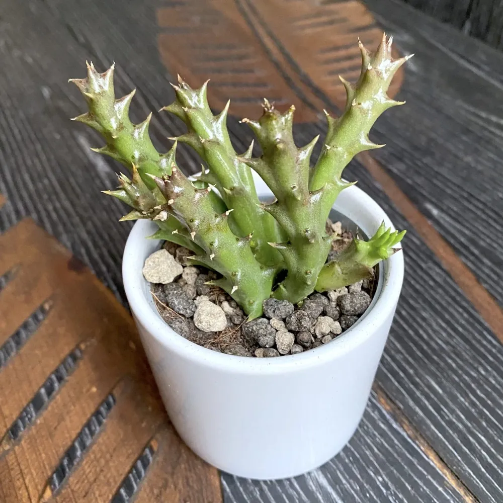 Orbea halipedicola