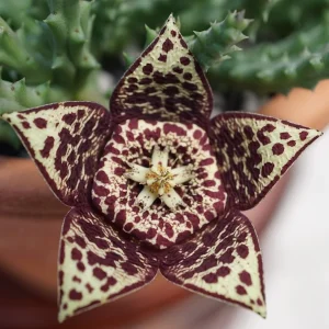 Orbea variegata (Starfish Plant)- Steaua serifului