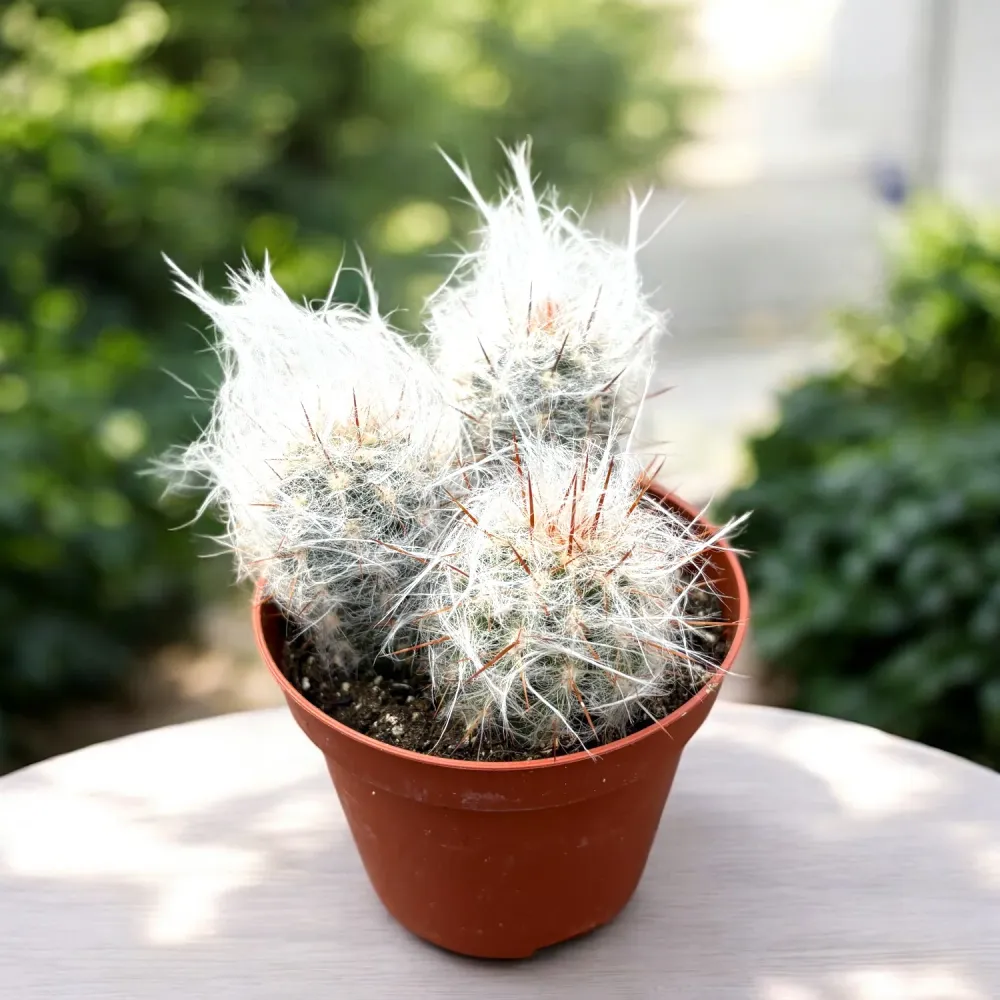 Oreocereus trollii
