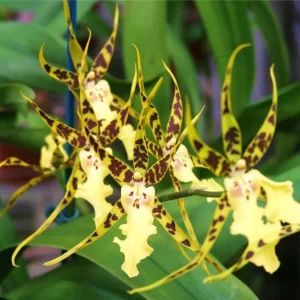 Orhidee Aliceara Pacific Nova 'Okika' parfumata