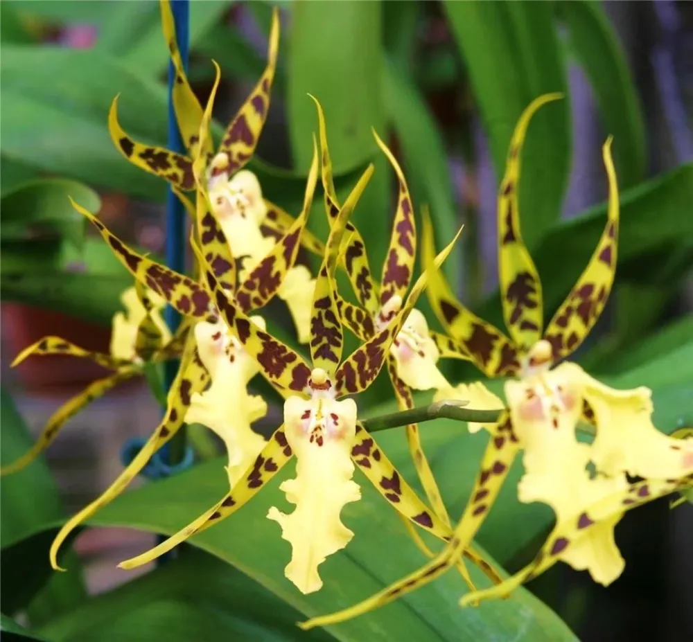 Orhidee Aliceara Pacific Nova 'Okika' parfumata