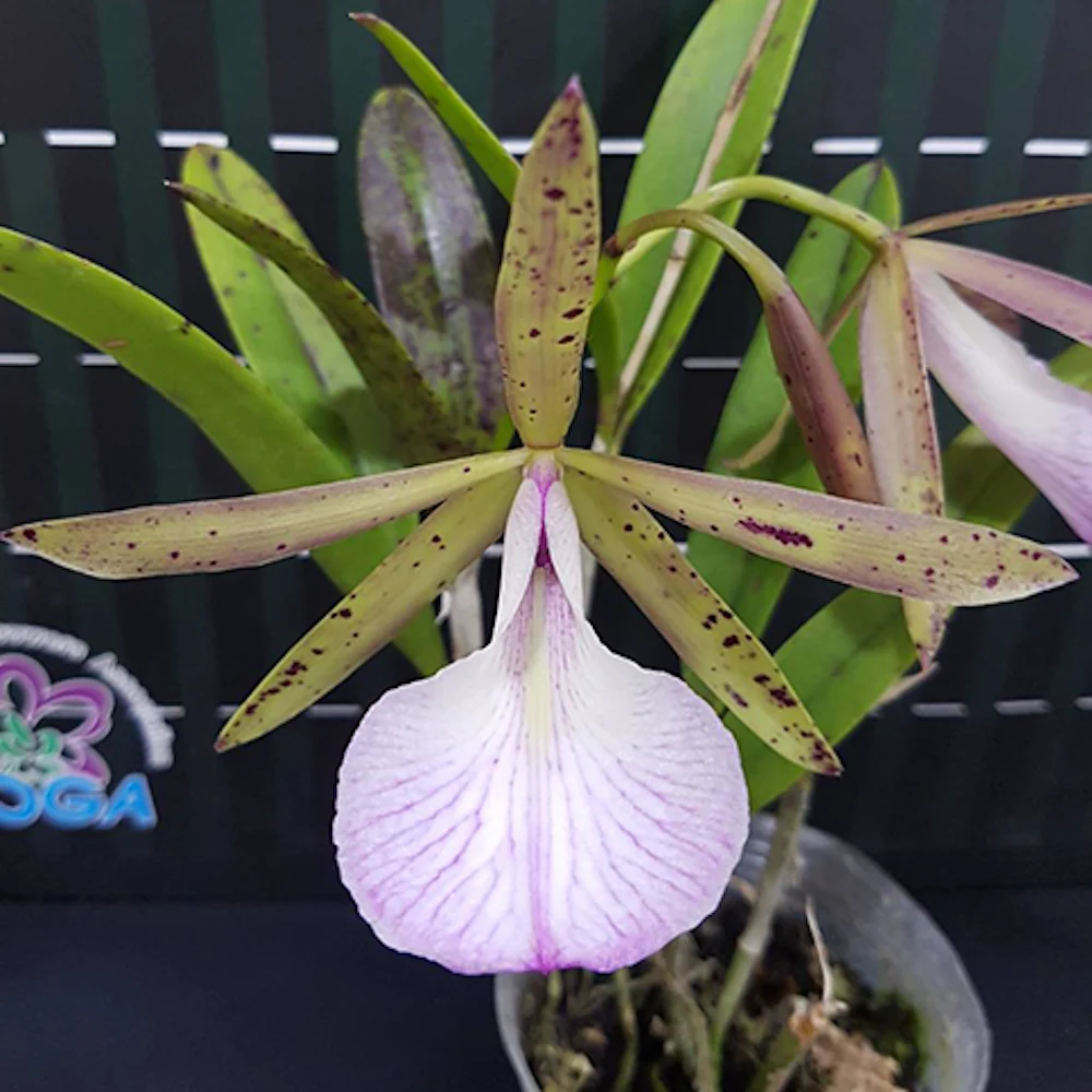 Orhidee Blc. Hippodamia - flori mari