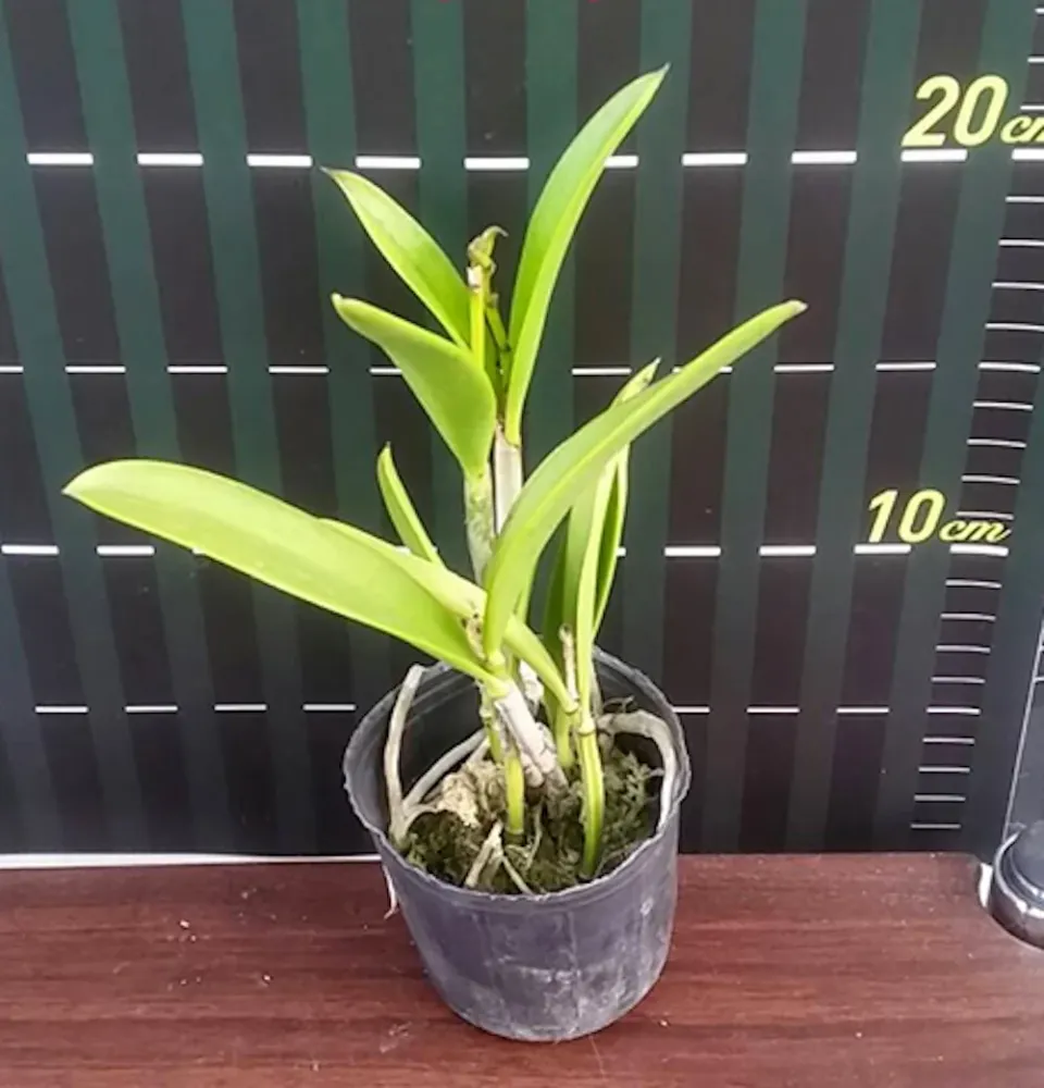 Orhidee Blc. Hippodamia - flori mari