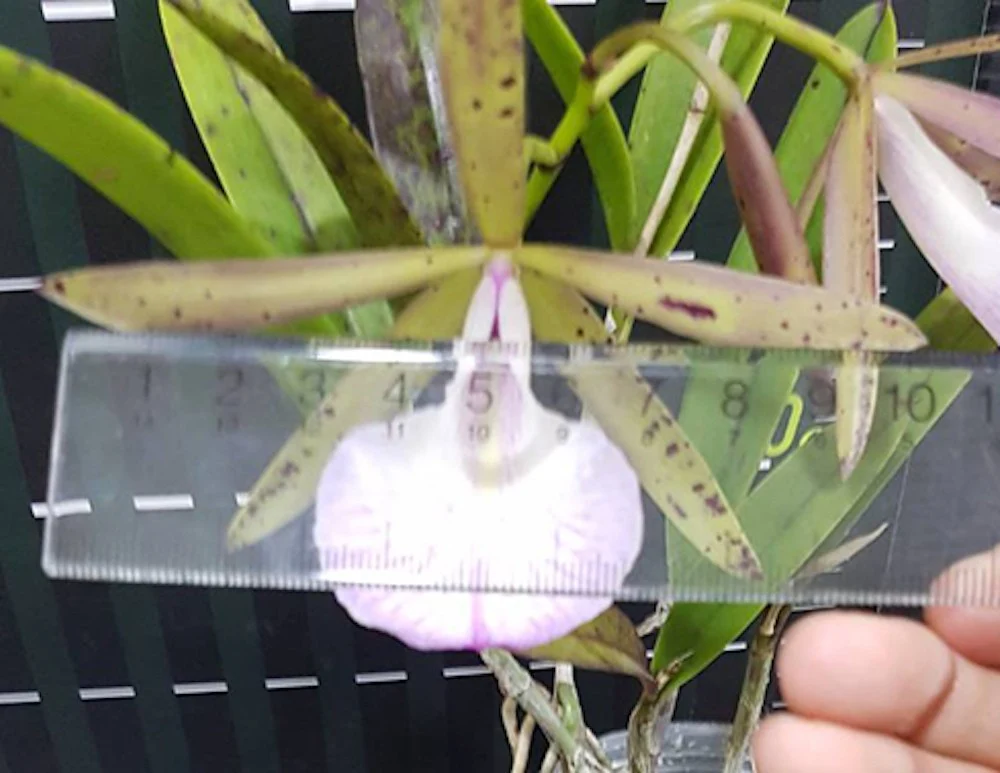 Orhidee Blc. Hippodamia - flori mari
