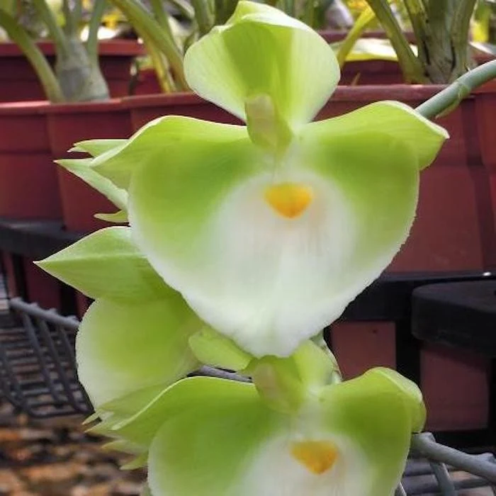 Orhidee Catasetum pileatum 'Jumbo Green Gold' - flori uriase