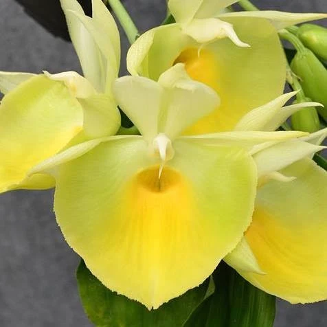 Orhidee Catasetum pileatum 'Jumbo Green Gold' - flori uriase