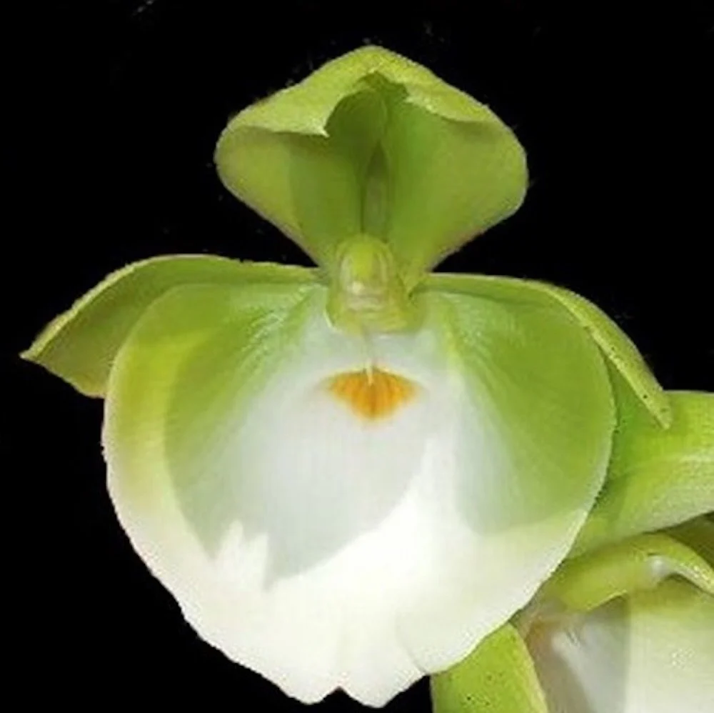 Orhidee Catasetum pileatum 'Jumbo Green Gold' - flori uriase