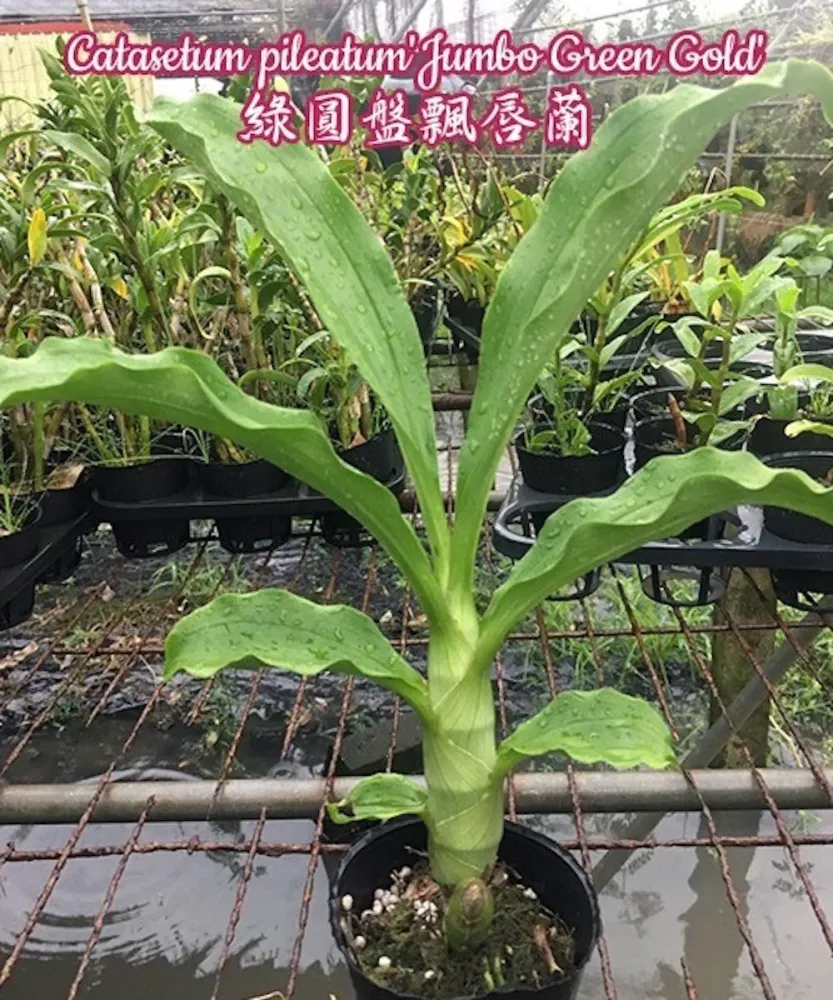 Orhidee Catasetum pileatum 'Jumbo Green Gold' - flori uriase