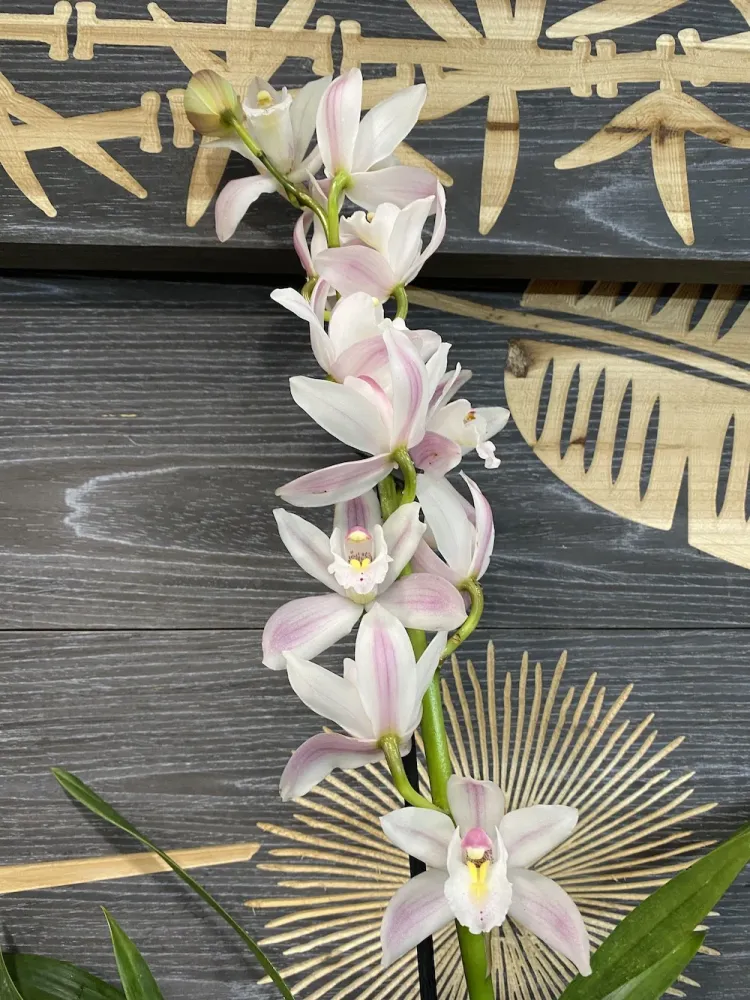 Orhidee Cymbidium alb-roze Yuki
