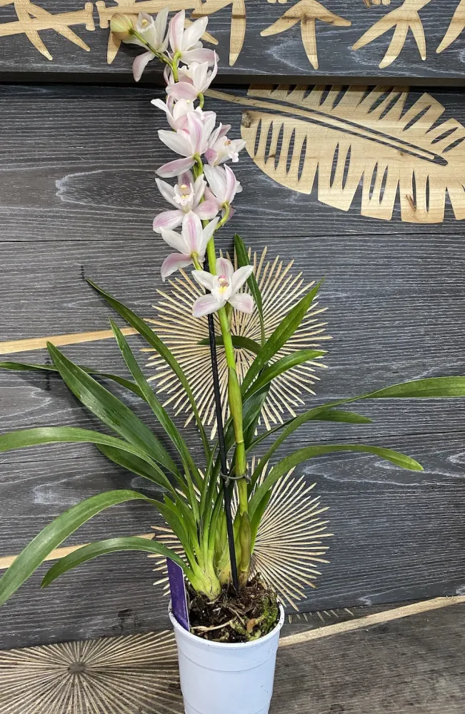 Orhidee Cymbidium alb-roze Yuki
